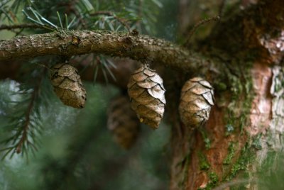 Picea mariana - smrk černý - šiška 